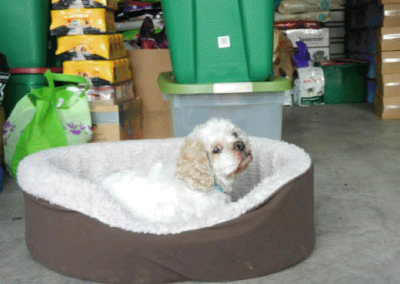 Dog in its warm bed.