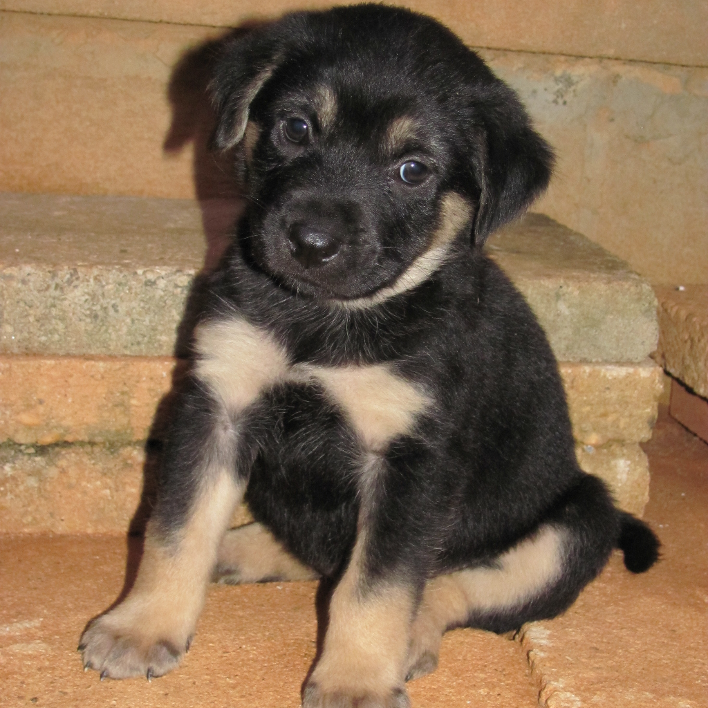 Puppy-black-brown